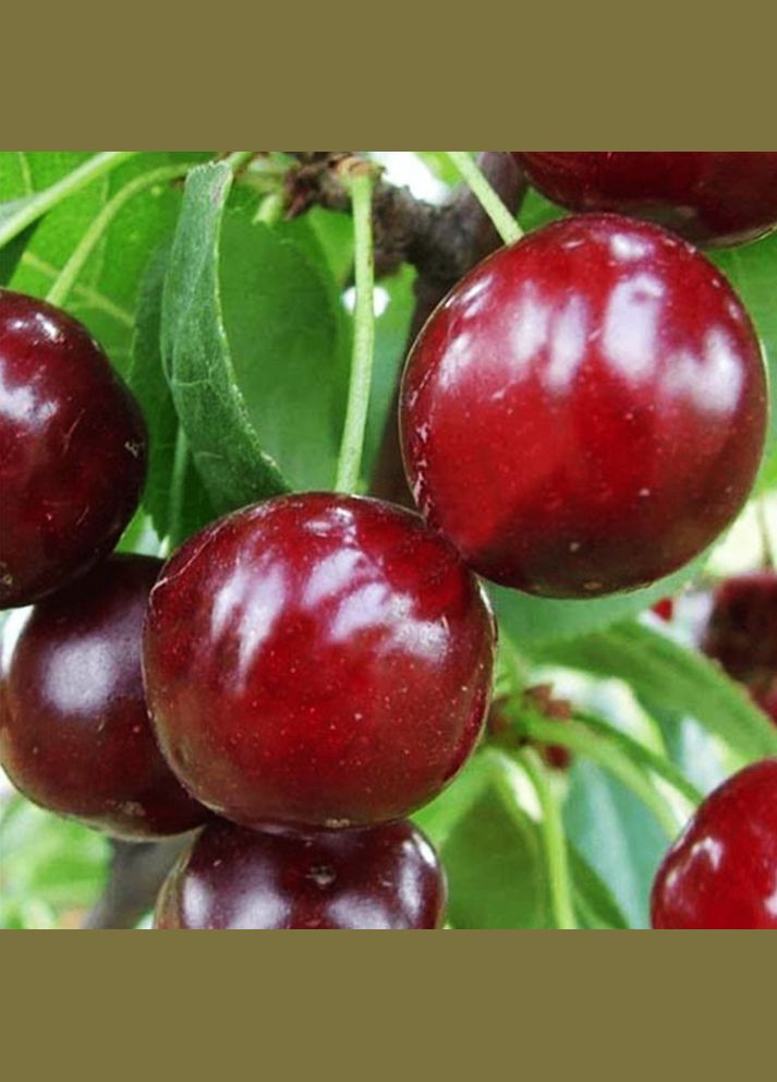 Саженцы вишни Встреча - 2-летний Садовий-Розмай (301220387)