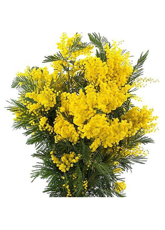 Набор алмазной вышивки "Мимоза" Чарівний діамант (333710101)