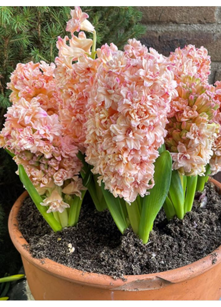 Гіацинт Masquerade (1 шт. в упаковці) No Brand (364534778)