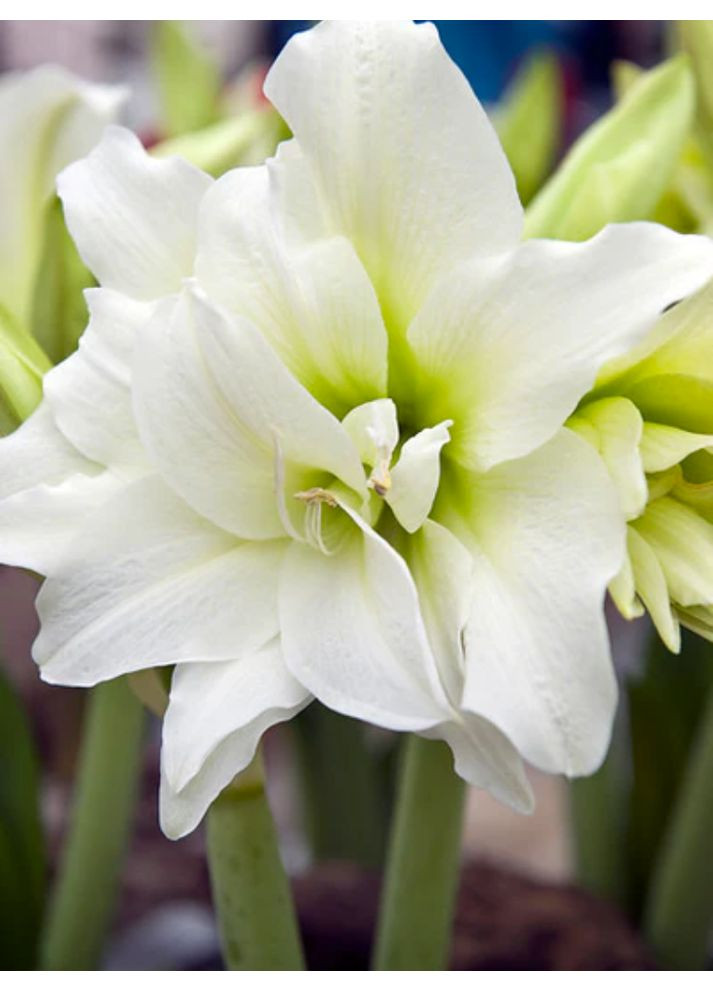 Амариллис Ice Queen (Махровый цветок) No Brand (364535290)