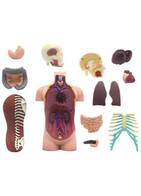 Объемная модель Туловище человека, 32 детали () 4D Master FM-626003 (328394378)