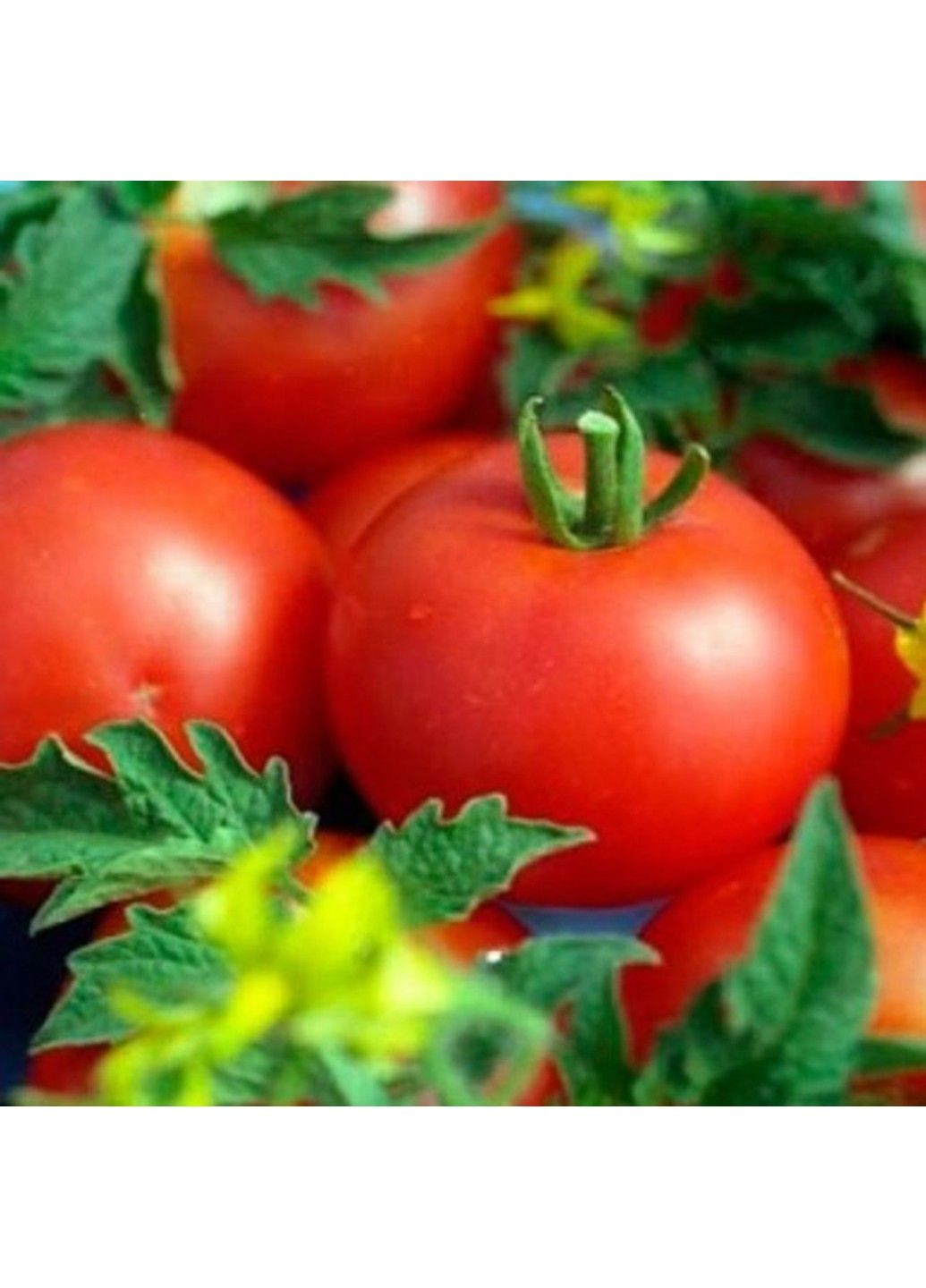 Насіння томата Кристал F1 Clause (333036054)
