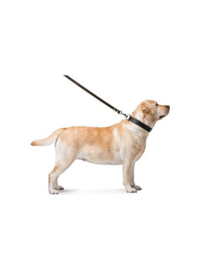 Повідок для собак (04821) Collar подвійний з прошивкою Ш 25 мм Д 122 см чорний (366702187)