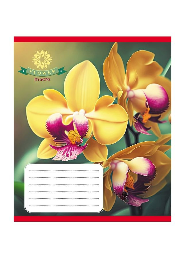 Зошит учнівський "Орхідея" 036-570137K-1 в клітинку, 36 аркушів Leader (369173213)