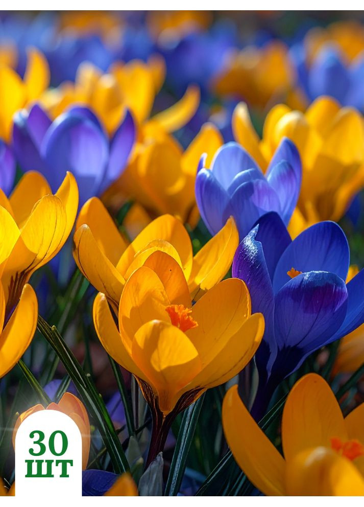 Микс крокусов Слава Україні! (30 шт.) в упаковке) No Brand (366964672)