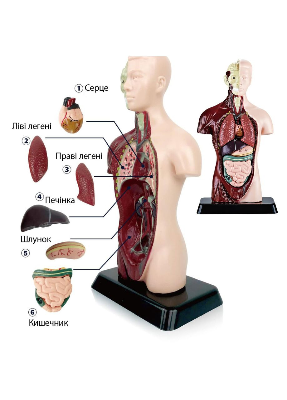 Учебная анатомическая модель человека – реалистичный 3D-макет органов, 15 съемных частей No Brand (366303936)