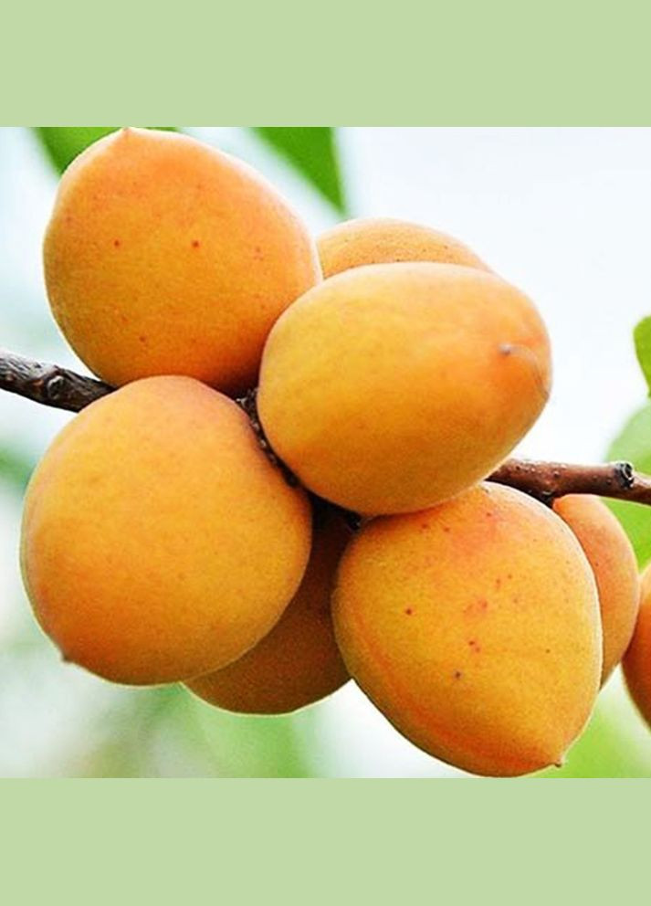 Саженцы абрикоса Мелитопольский Ранний - 1-летний Садовий-Розмай (301220270)