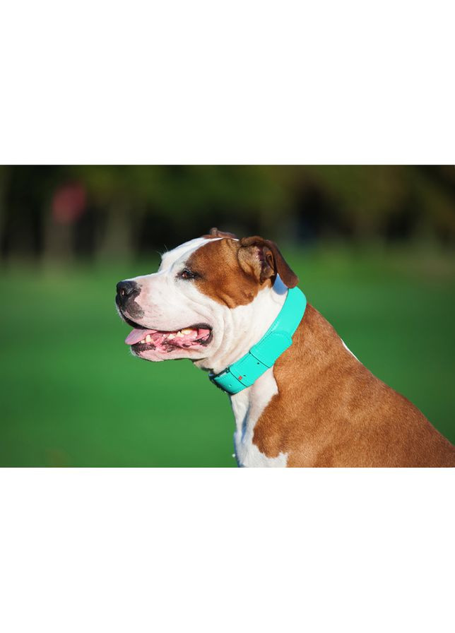 Нашийник для собак шкіряний Glamour з QR паспортом, без прикрас,, Ш 25 мм, Дов 38-49 см ментоловий WAUDOG (322001994)