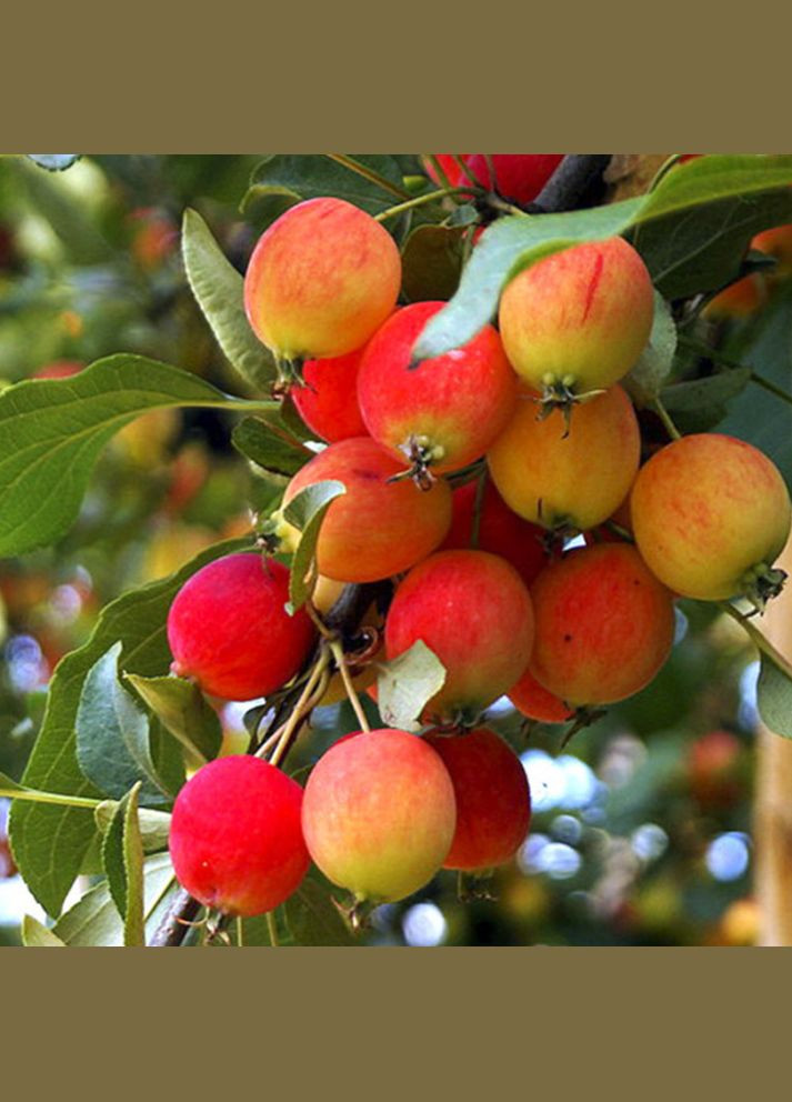 Саженцы яблони Райское Яблочко - 1-летний Садовий-Розмай (301220142)