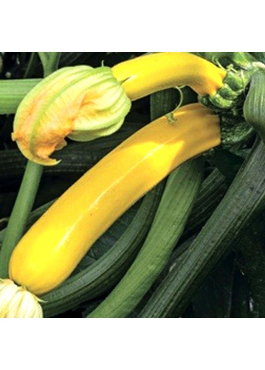 Семена кабачка Голден Глори F1 Syngenta (331900619)