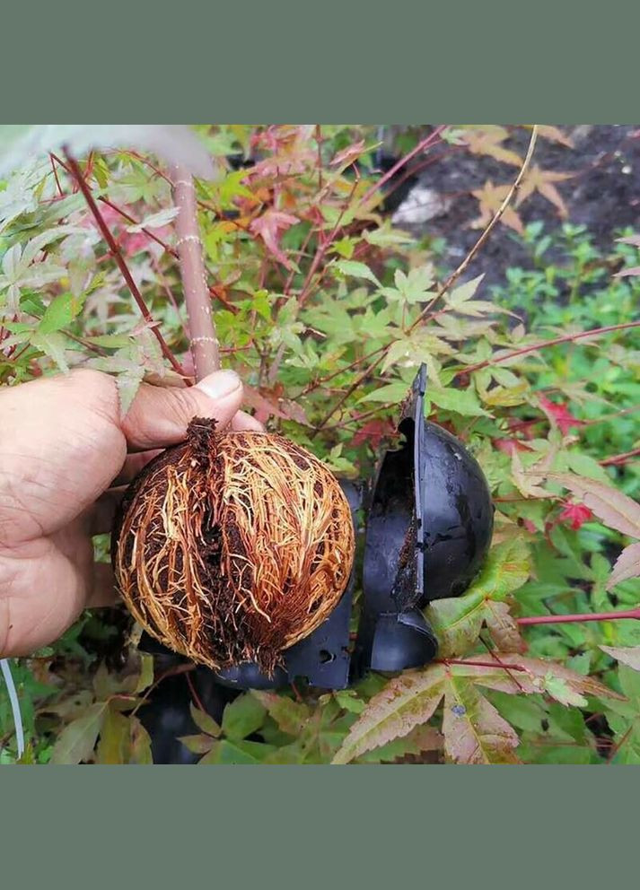 Набір Укорінічувачів Бульб - Прозорі - діаметр 5/8/12 см - 15 шт ❤️ ТМ Comshop (301538118)