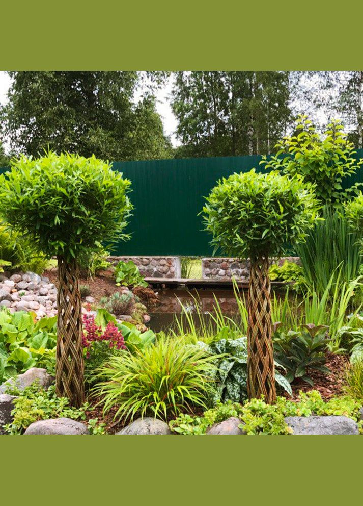 Саженцы плетеной ивы на штамбе Hakuro-Nishiki Садовий-Розмай (301220058)