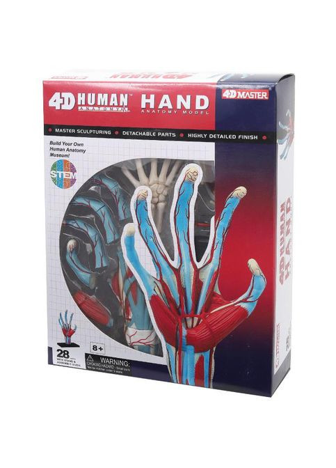 Объемная анатомическая модель Рука человека, 28 деталей () 4D Master FM-626009 (328400772)