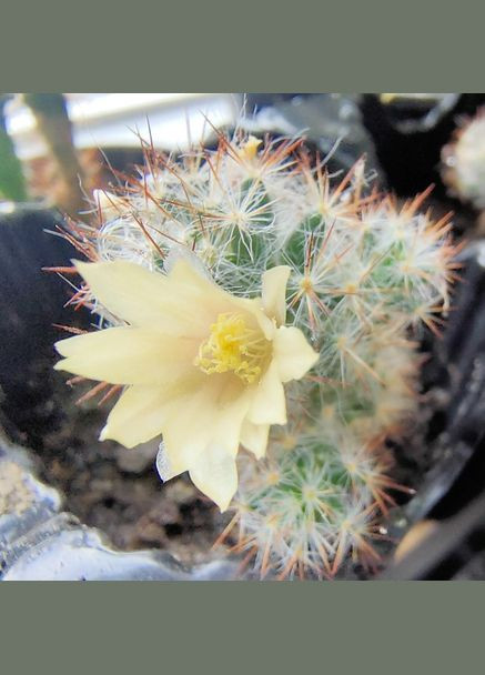 Кактус маммиллярии Вильда композиция флорариума No Brand (322930374)