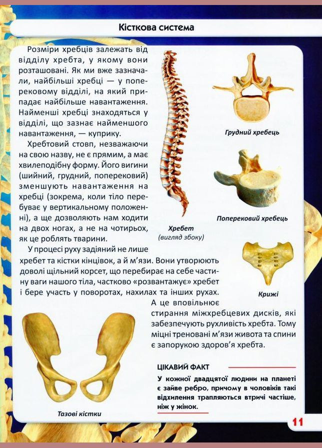 Світ навколо нас. Тіло людини Кристал Бук (316083420)