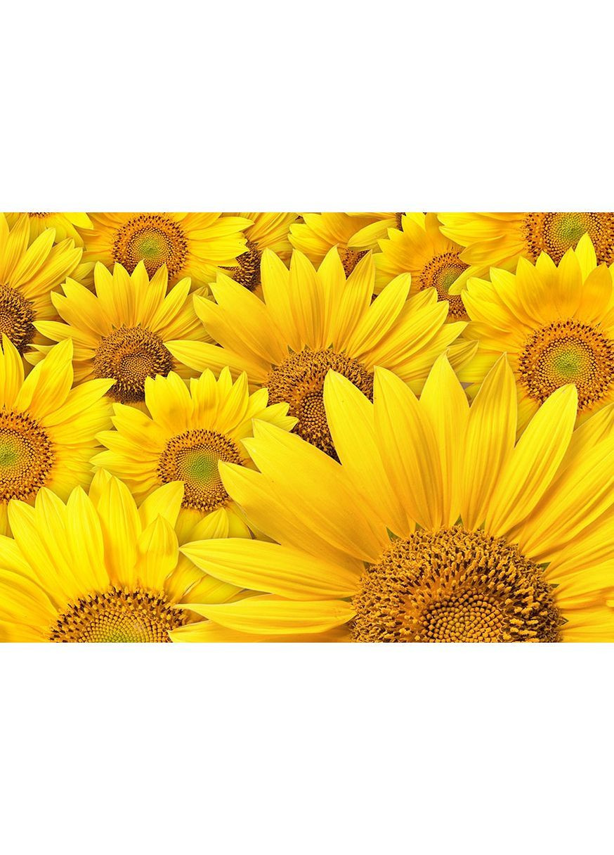 Календар настінний квартальний на 2026 рік Природа України/ Сояшники Apriori (368561371)