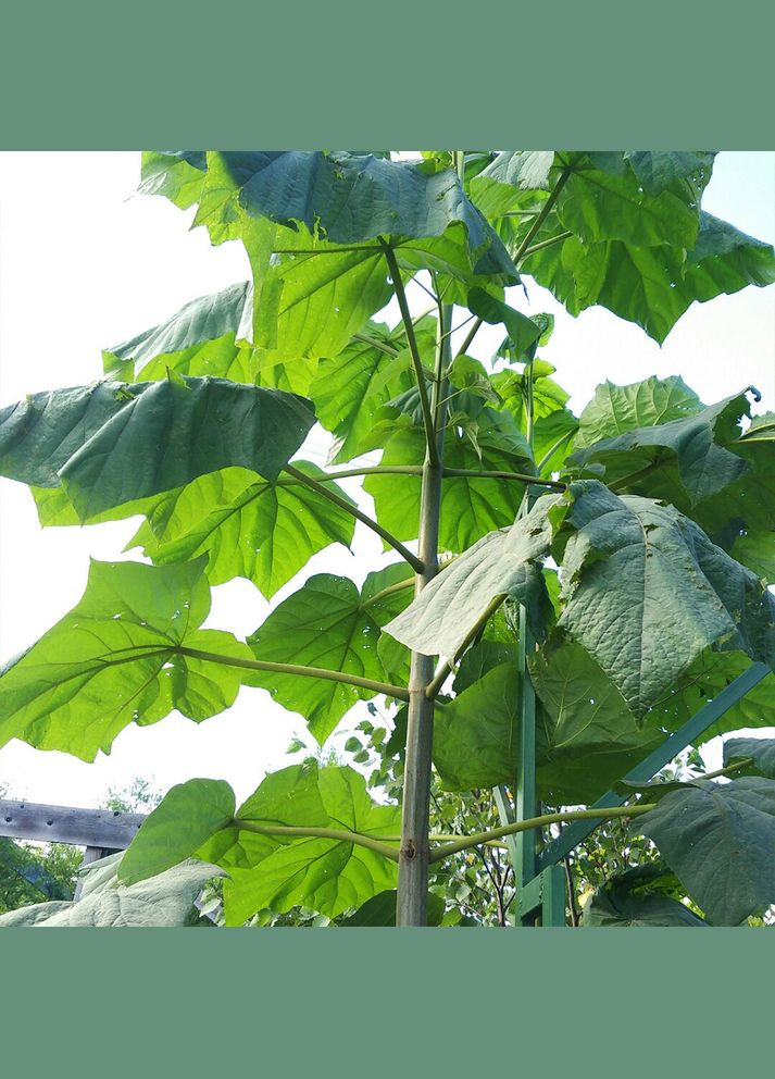 Саджанці павловнії Clone In Vitro 112 Садовий-Розмай (301220205)