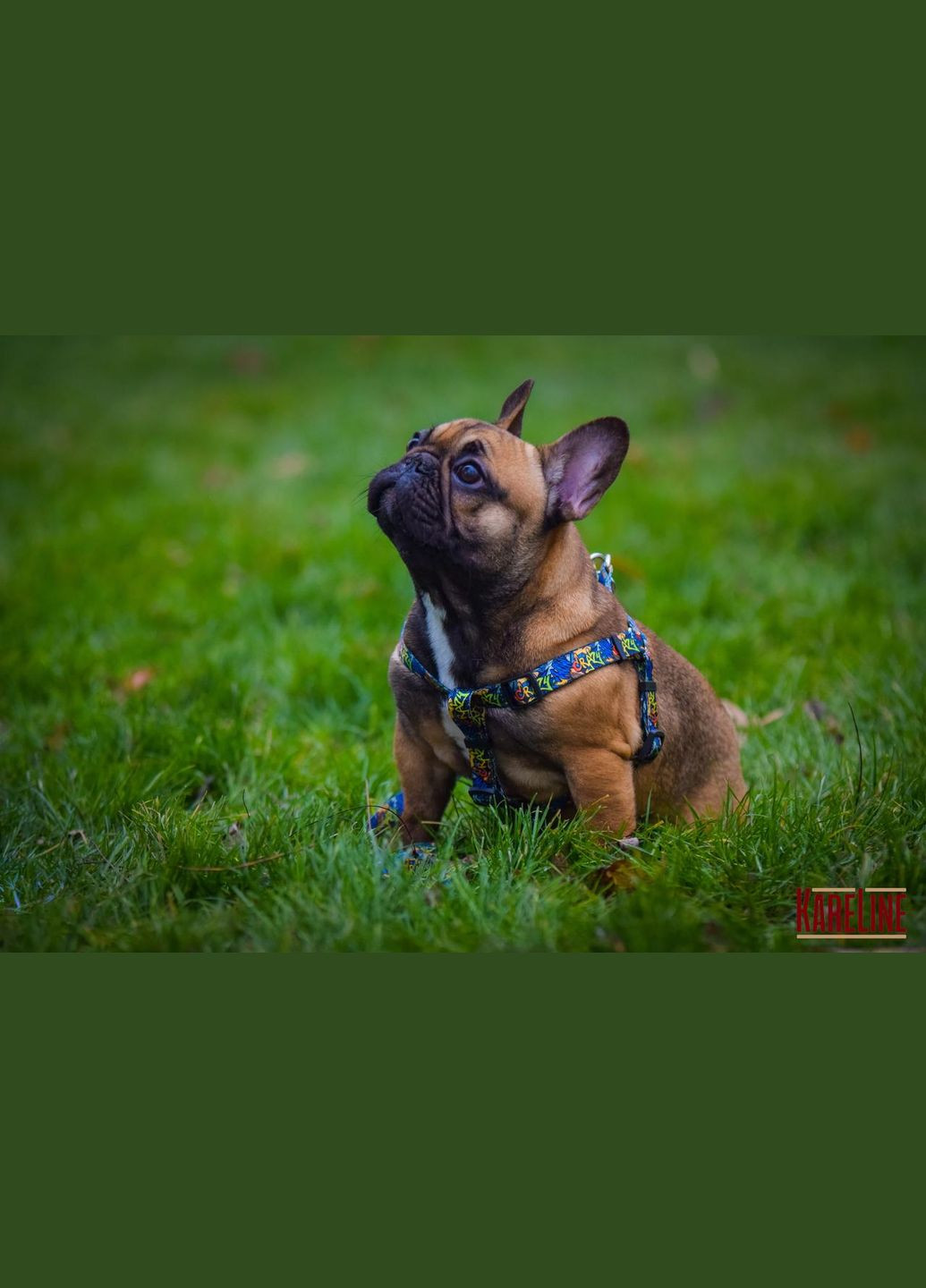 Шлей из нейлона с узором "CRAZY" и пластиковой пряжкой 20 мм А:400-560 мм, В:440-620 мм. Kareline (339075519)