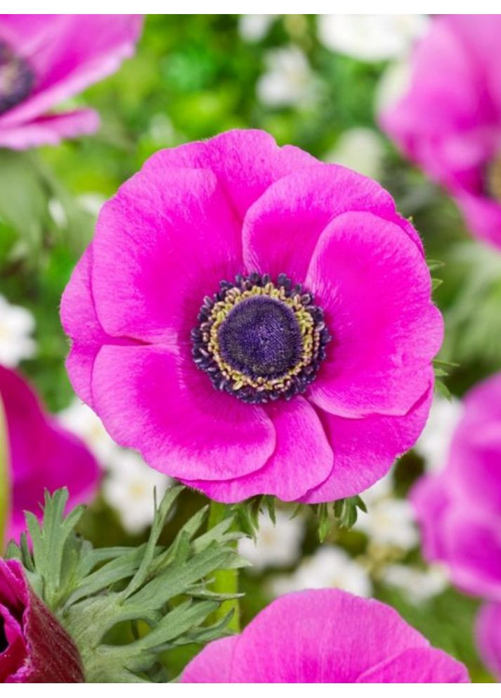 Анемона Sylphide (5 шт. в упаковці) No Brand (368986032)