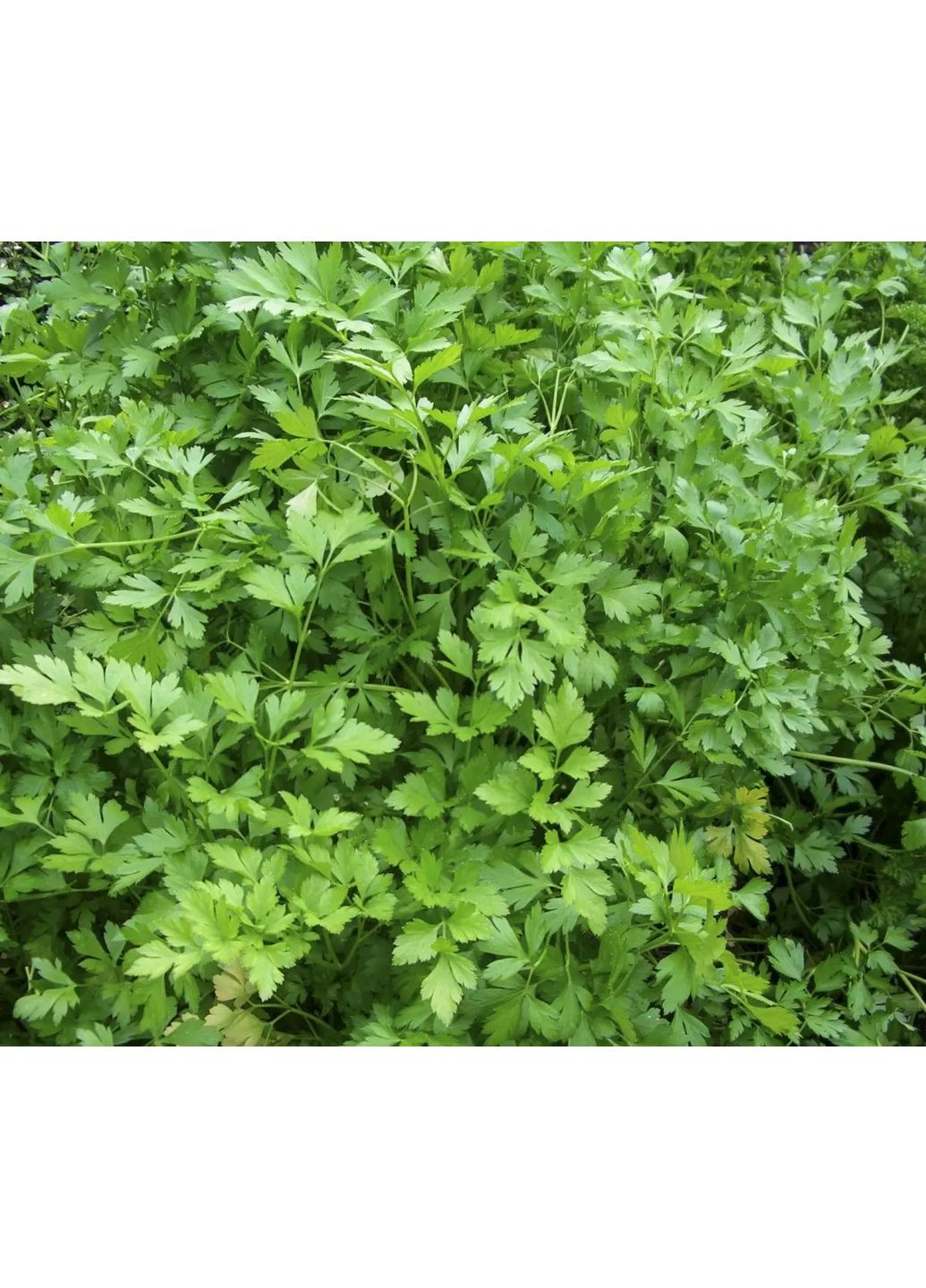 Насіння зелені петрушка листова Маестро 1г Насіння України (356119093)