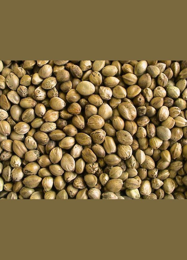 Лакомство для птиц семена конопли 150 г 054812 EcoFood (323224624)