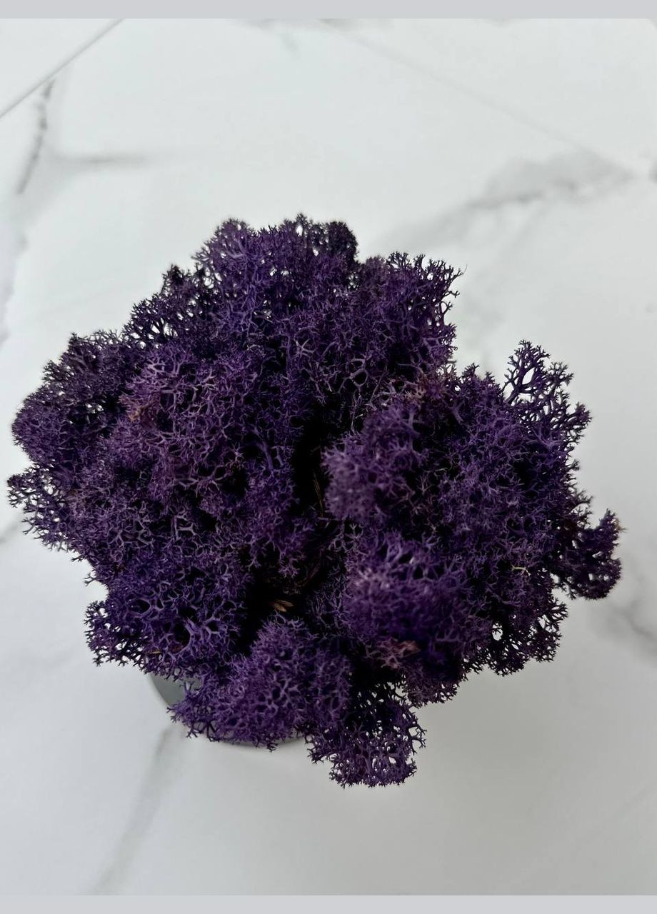 Стабілізований Норвезький Мох (Ягель) 1 кг. – Purple No Brand (302520158)
