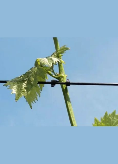 Зажим-крючок для подвязки виноградной лозы, 100шт. (2,5-3,2мм) No Brand (330823683)