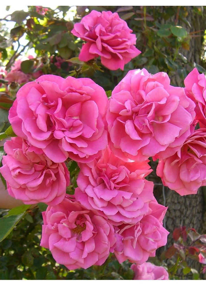 Троянда плетиста Etude АА+ No Brand (364534895)