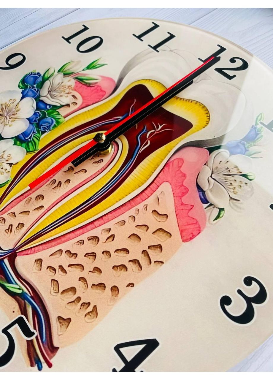 Часы настенные Зуб. Анатомия Creative (360668324)