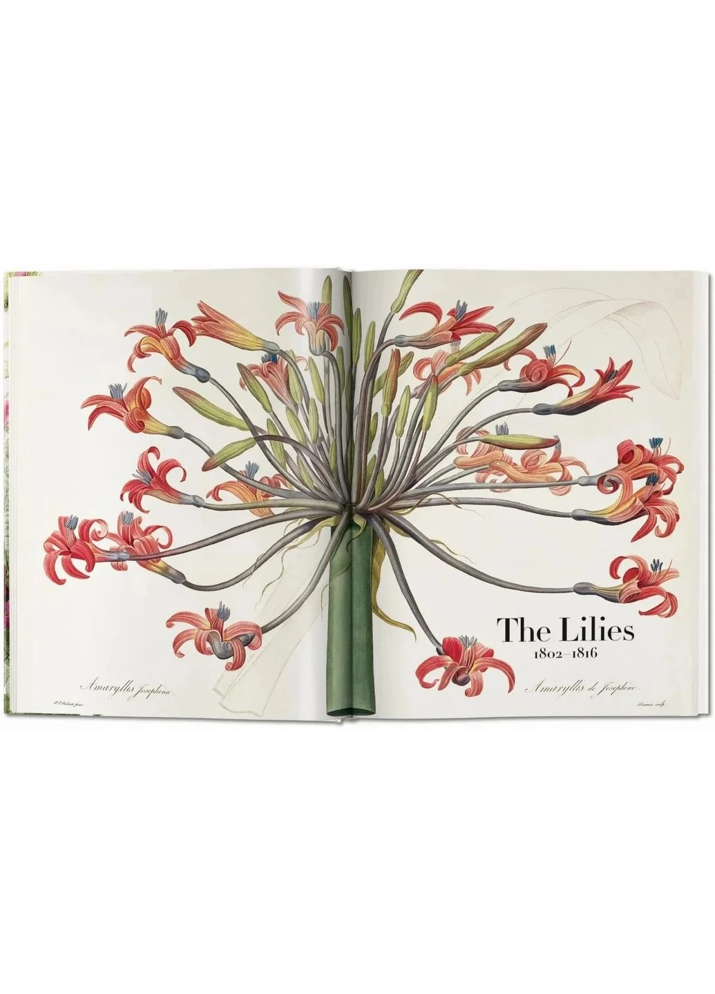 Redoute. The Book of Flowers Taschen (370054721)