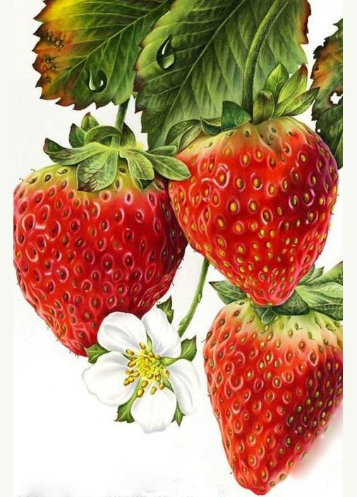 Алмазна мозаїка Чарівний діамант (333709778)