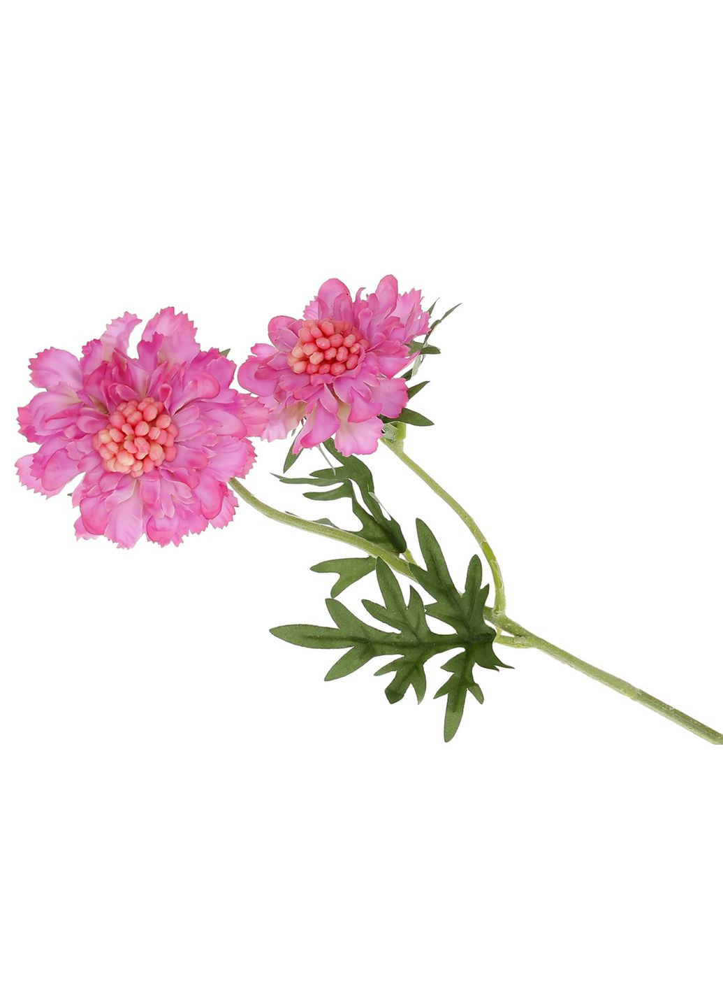 Скабіоза гілка 2 квітки на нозі 56см, маджента No Brand (321971235)