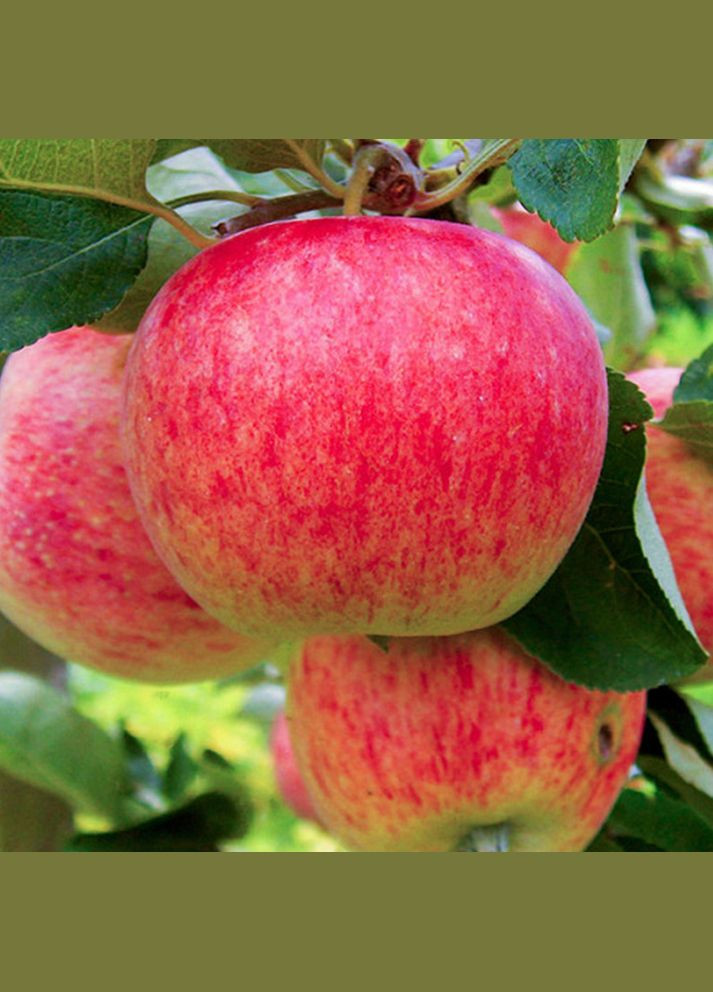 Саджанці яблуні Пірус - 1-річний Садовий-Розмай (301220031)