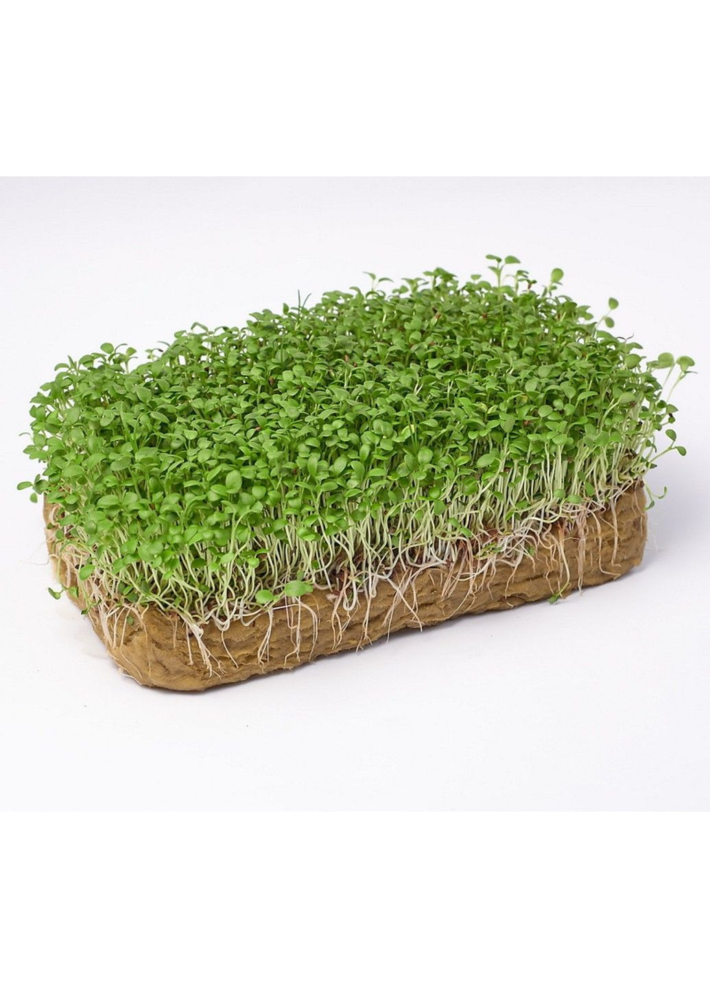 Насіння мікрозелені Green Chief Люцерна Люба Зелений Шеф (302089710)