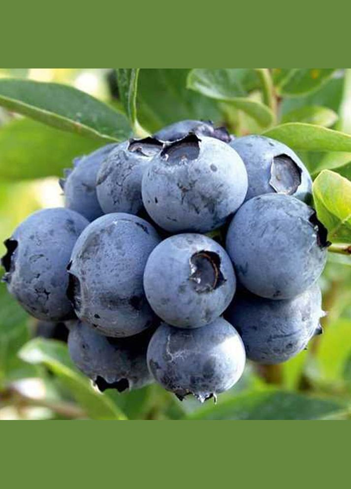 Саджанці лохини Дюк - 4-річний Садовий-Розмай (301220447)