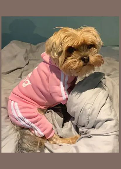 Костюм спортивний для собак Adidog рожевий XL No Brand (299840255)