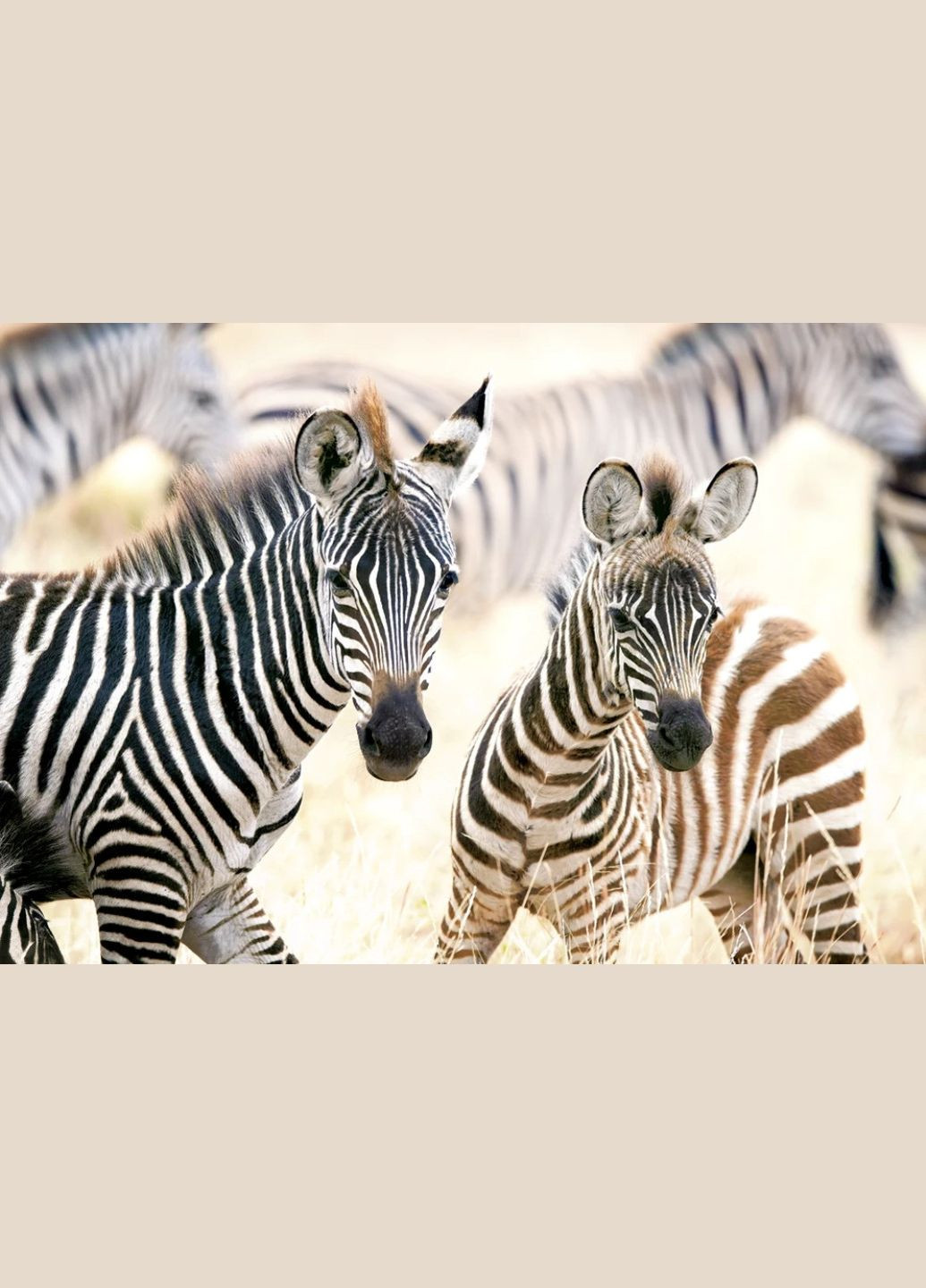 Пазл Молодые зебры 1000 деталей Castorland (317901216)