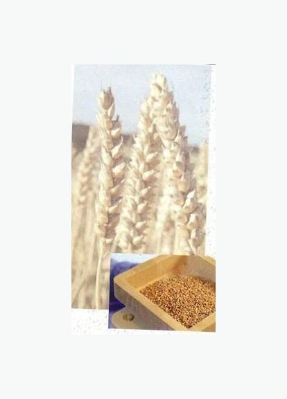 Мельница электрическая Queen 2 Hawos (304029168)