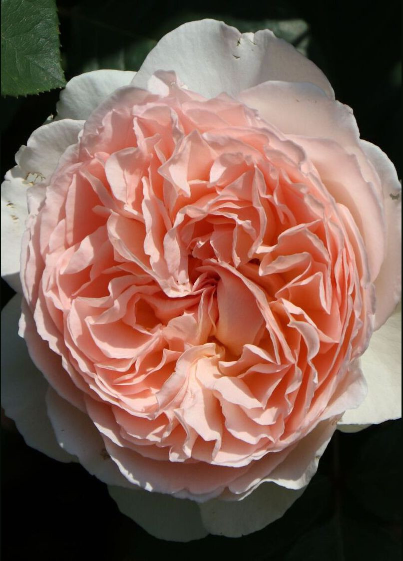 Троянда Marchenzauber (Мархензаубер) 90-100 см Декоплант (284117329)