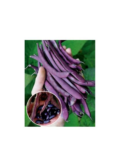 Семена Фасоль спаржевая Блаухильде 15 г Насіння України (356119225)