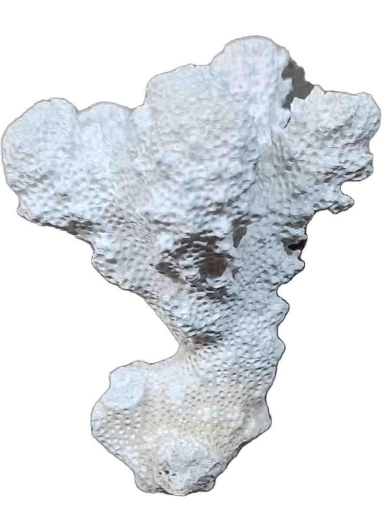 Корал натуральний для акваріума, декор Кор6, 6х4.5х4.5 см Chico'S (313654474)