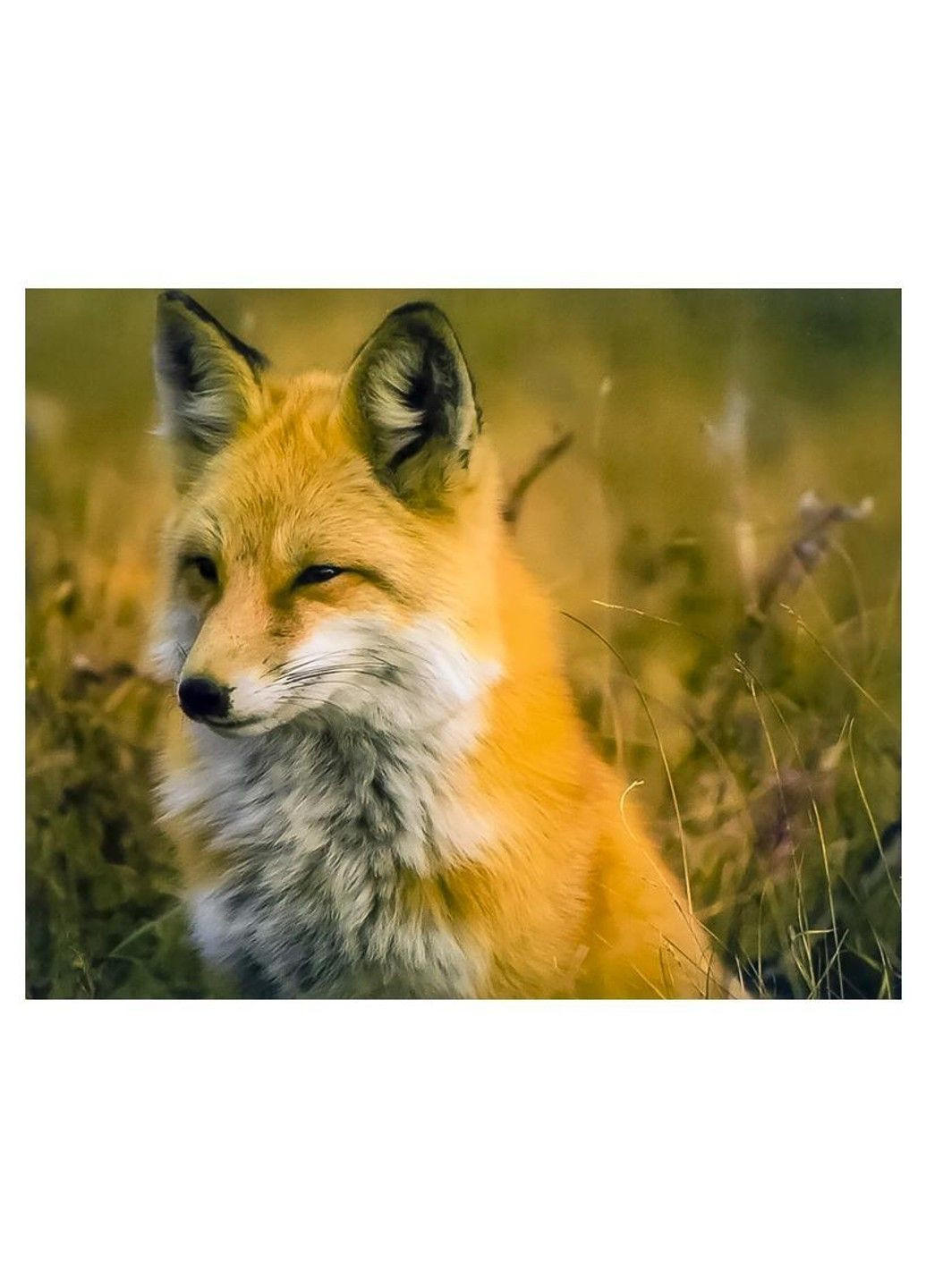 Набір Алмазна мозаїка вишивка Лисиця на підрамнику повна 5d 30х40 см GLD62327 No Brand (332208233)