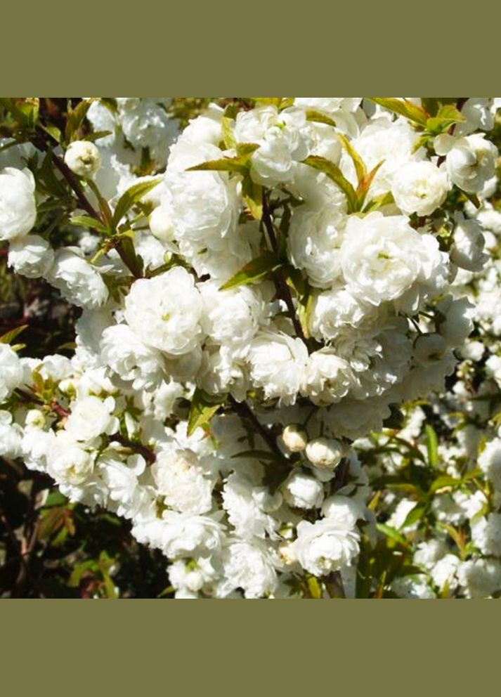 Саджанці декоративного мигдалю Біле вітрило Садовий-Розмай (301220084)