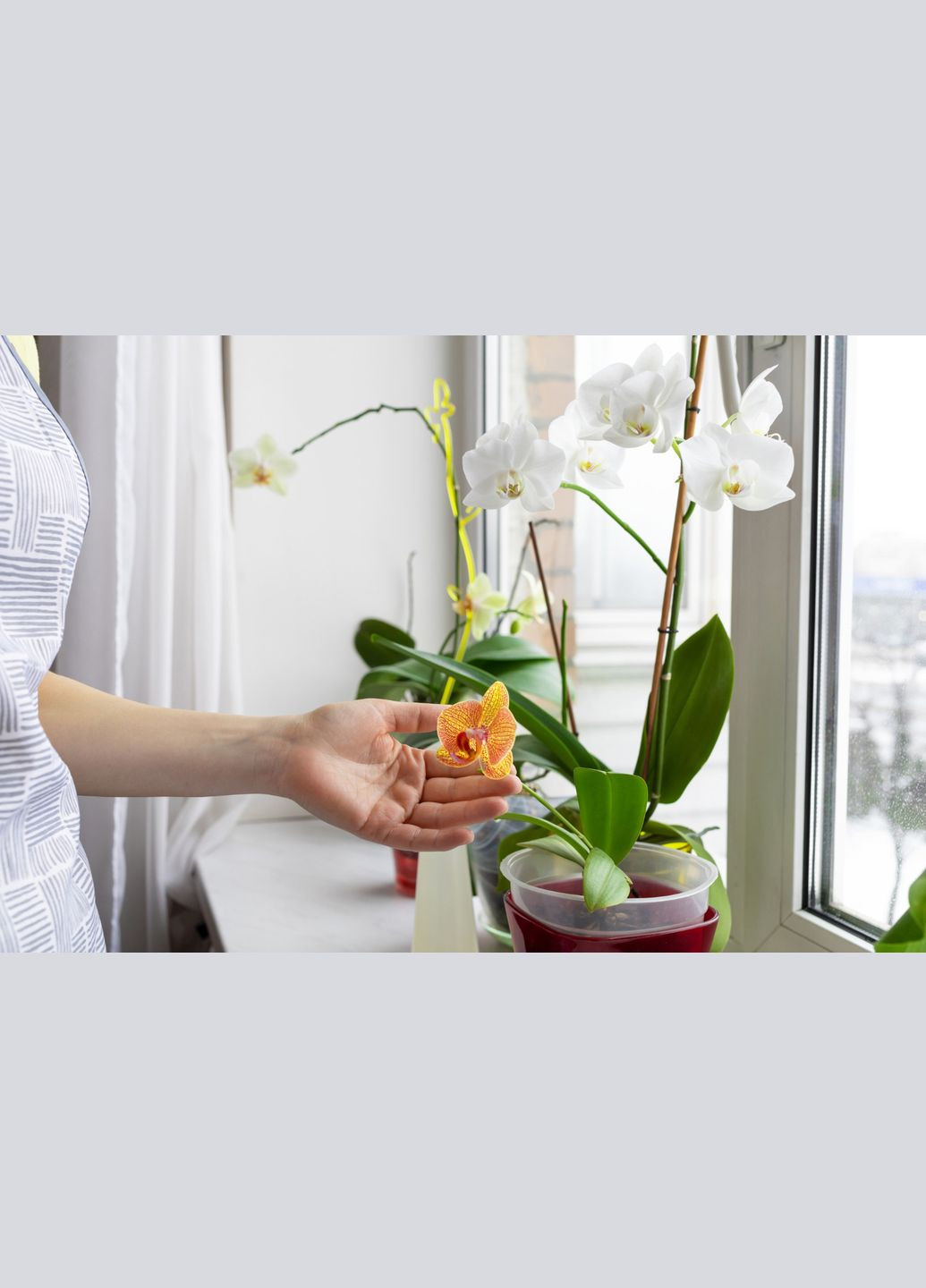 Торфосмесь для орхидей SANA® 5л (A013942) Compo (315150279)