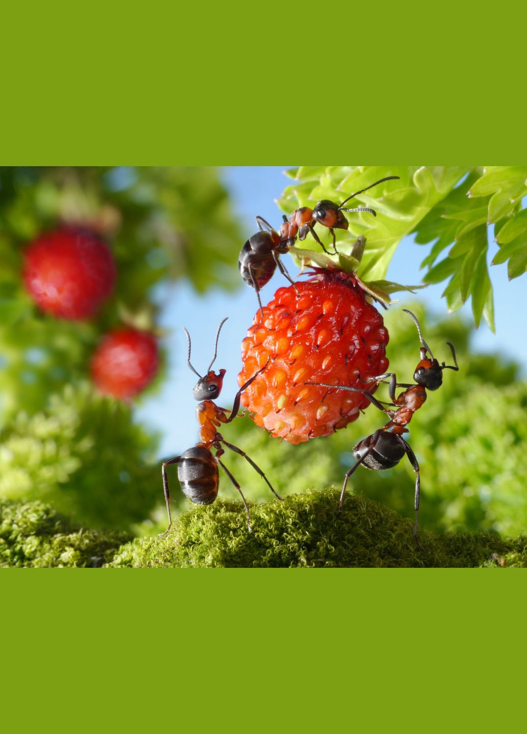 Інсектицид Рембек мурахацид 15 г Rembek (356677206)