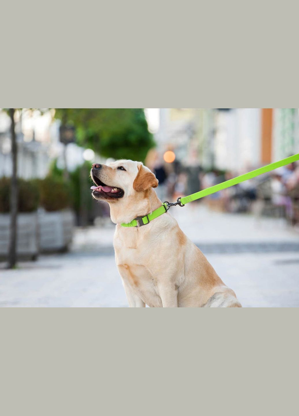 Повідець для собак водостійкий Waterproof Ш 20 мм Д 183 см Салатовий WAUDOG (279562490)