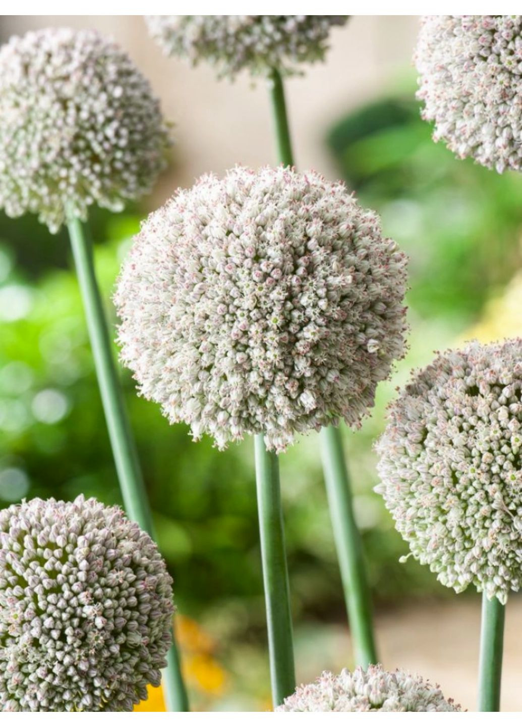 Аллиум White Cloud (5 шт.) в упаковке) No Brand (364535402)