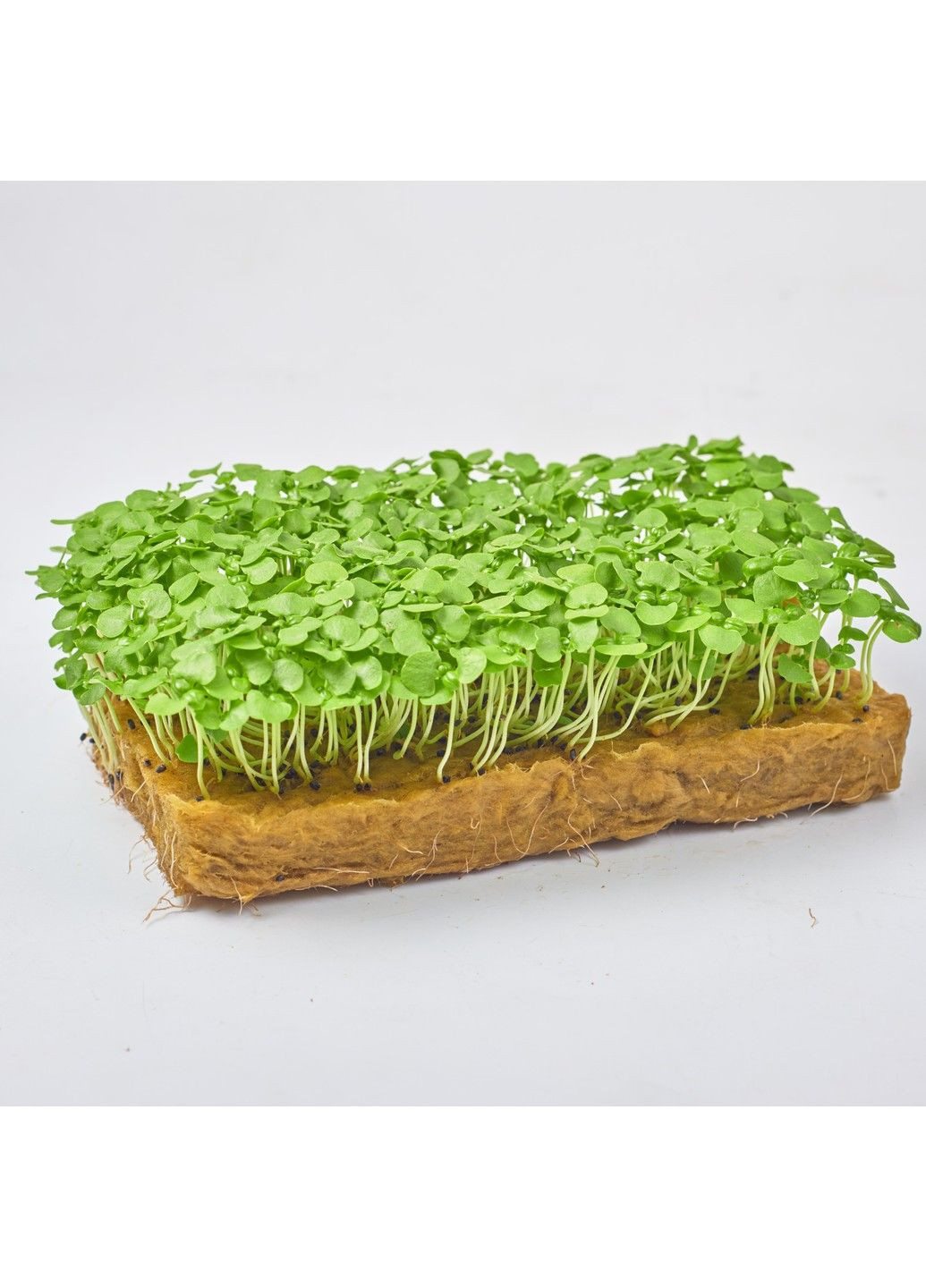 Семена микрозелени Green Chief Базилик Зеленый Зелений Шеф (298051318)