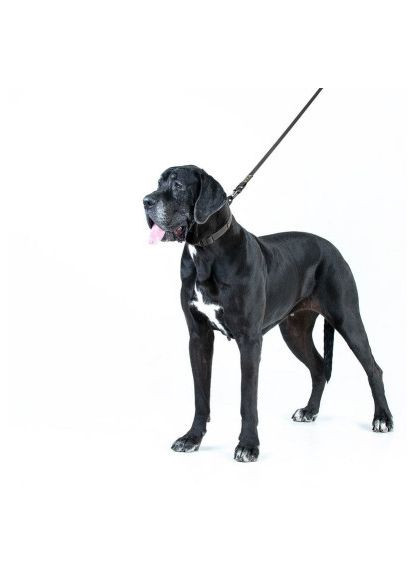 Повідець для собак (42121) Evolutor 210 см 25 мм чорний (366496861)