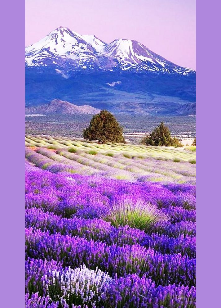 Набор алмазной вышивки "Лавандовый рай-2" Чарівний діамант (333710697)